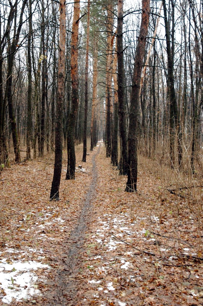 Artificial forest. Искуственный лес.