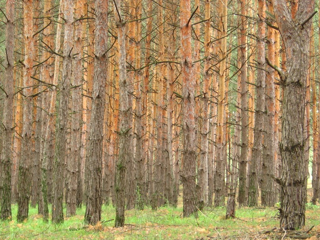 pines