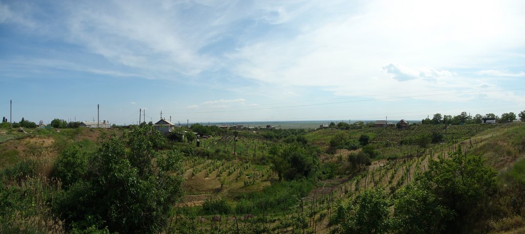 Виноградники