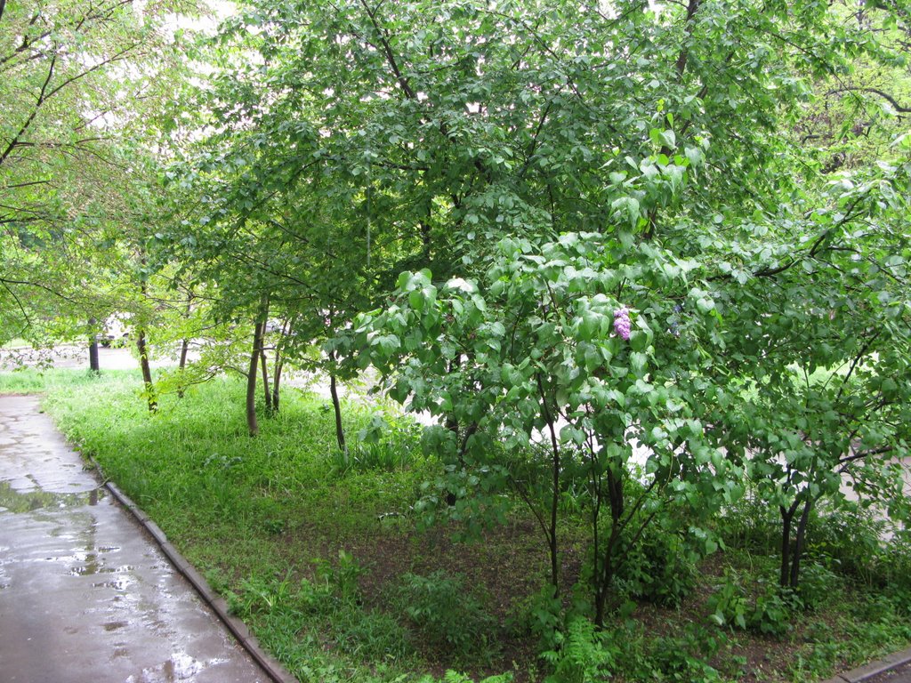 переулок Донской