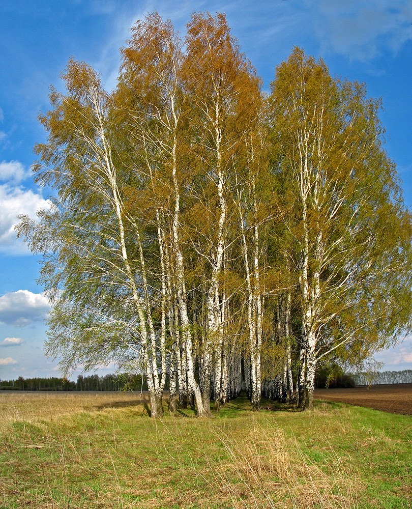 Березовая посадка