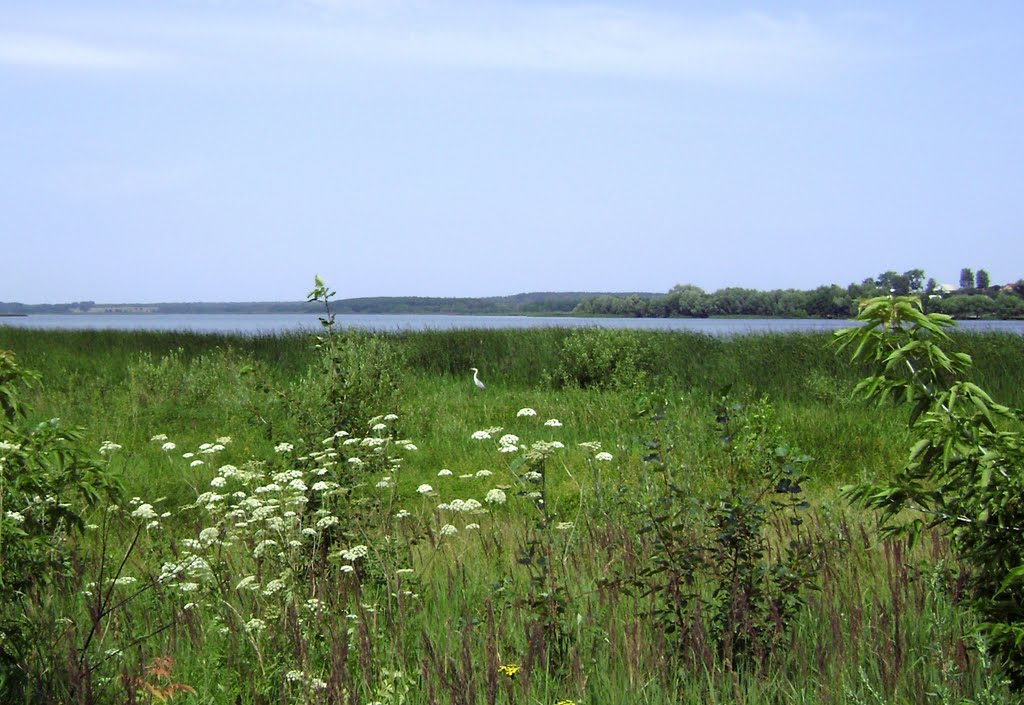 Цапля серая в камышах