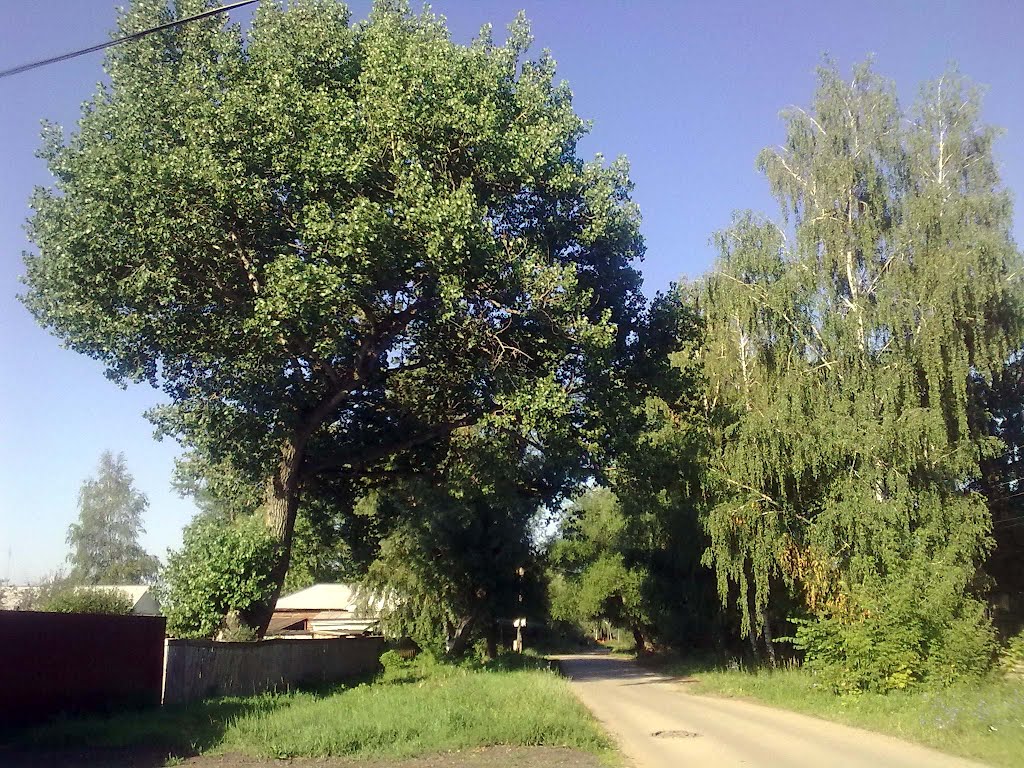 старый тополь