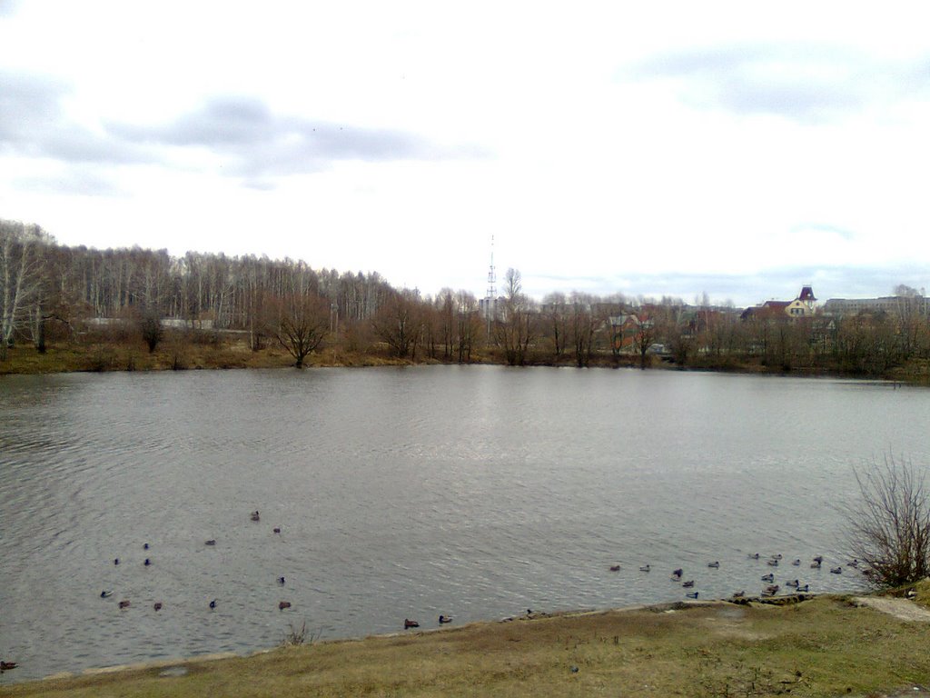 Рюминский пруд, утки.