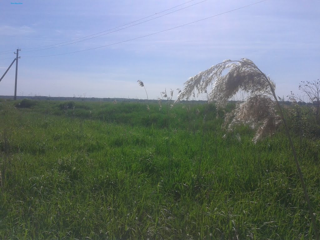 Поле