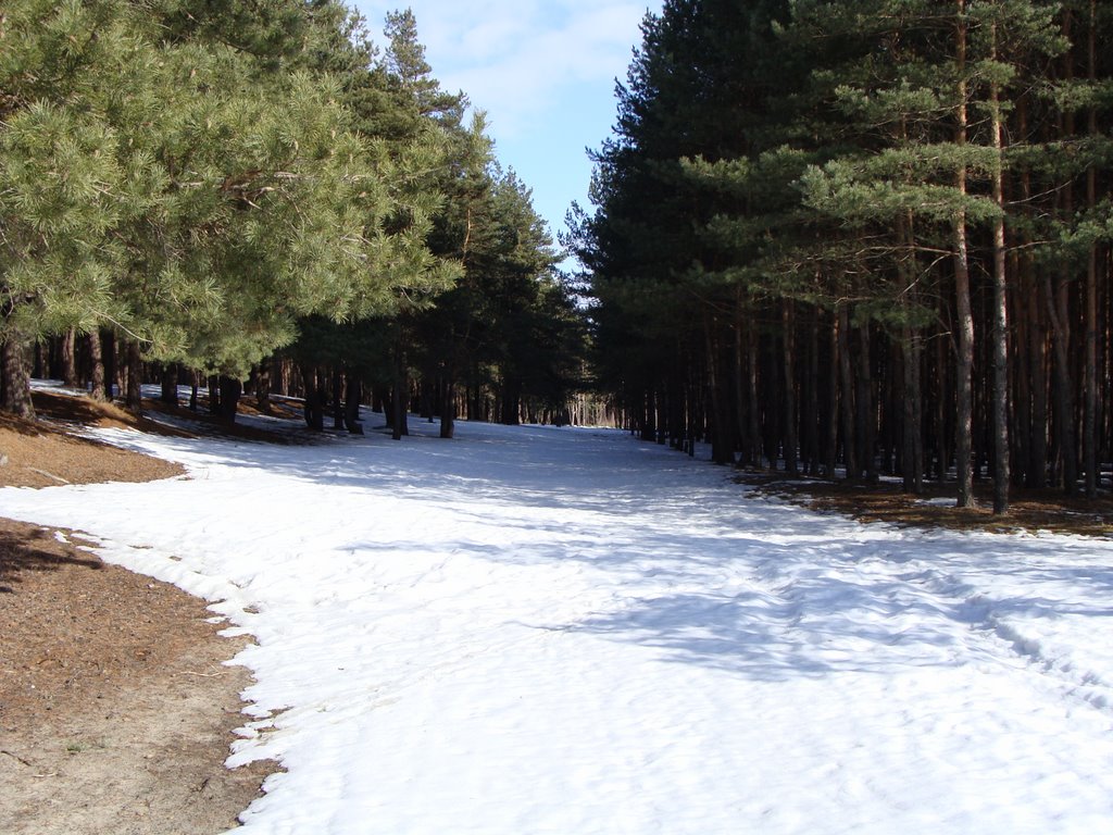 Весна, лес.