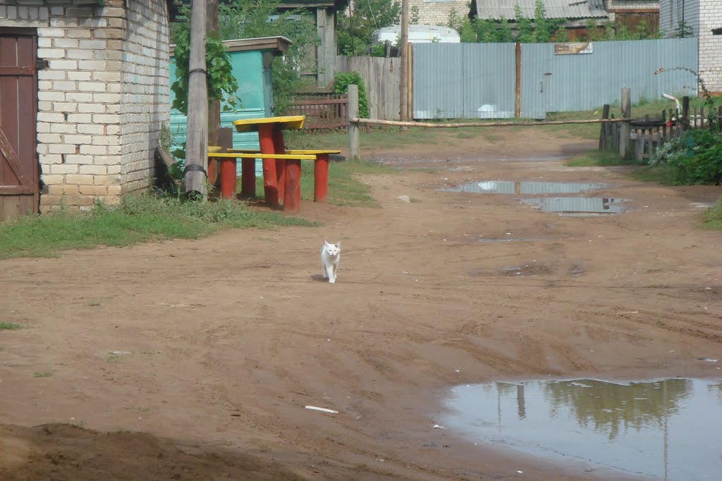 Борский кот