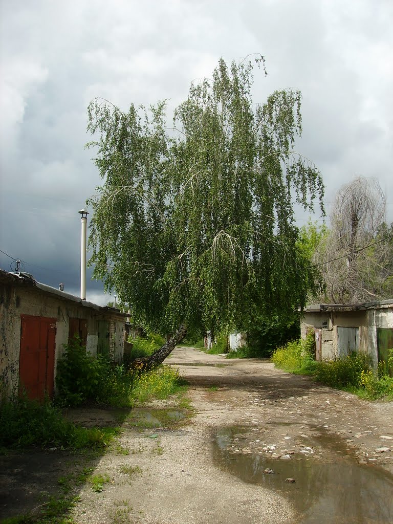 Из гаража растет береза