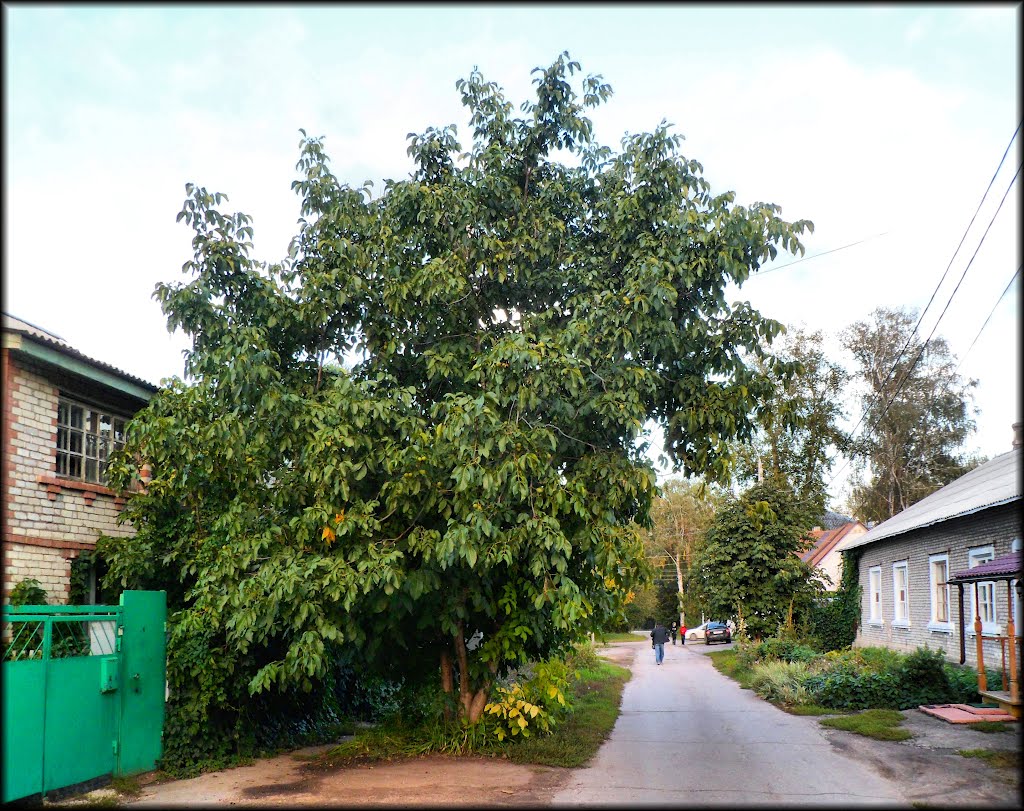 Жигулёвский грецкий орех