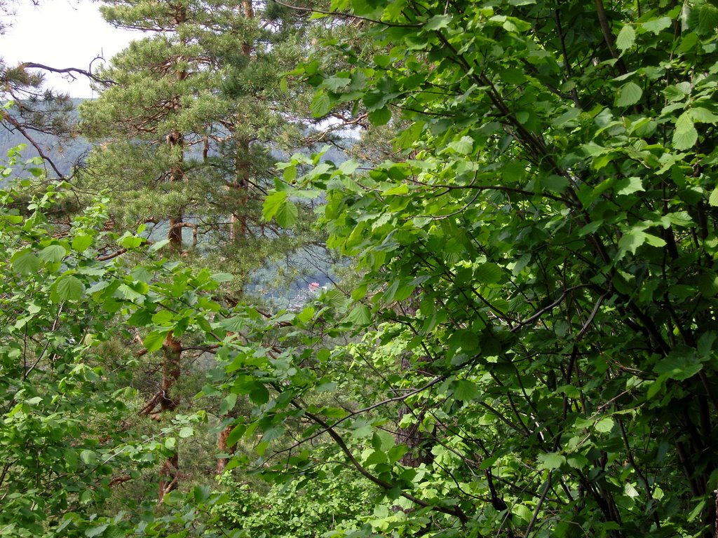 Лес. Медвежья гора.