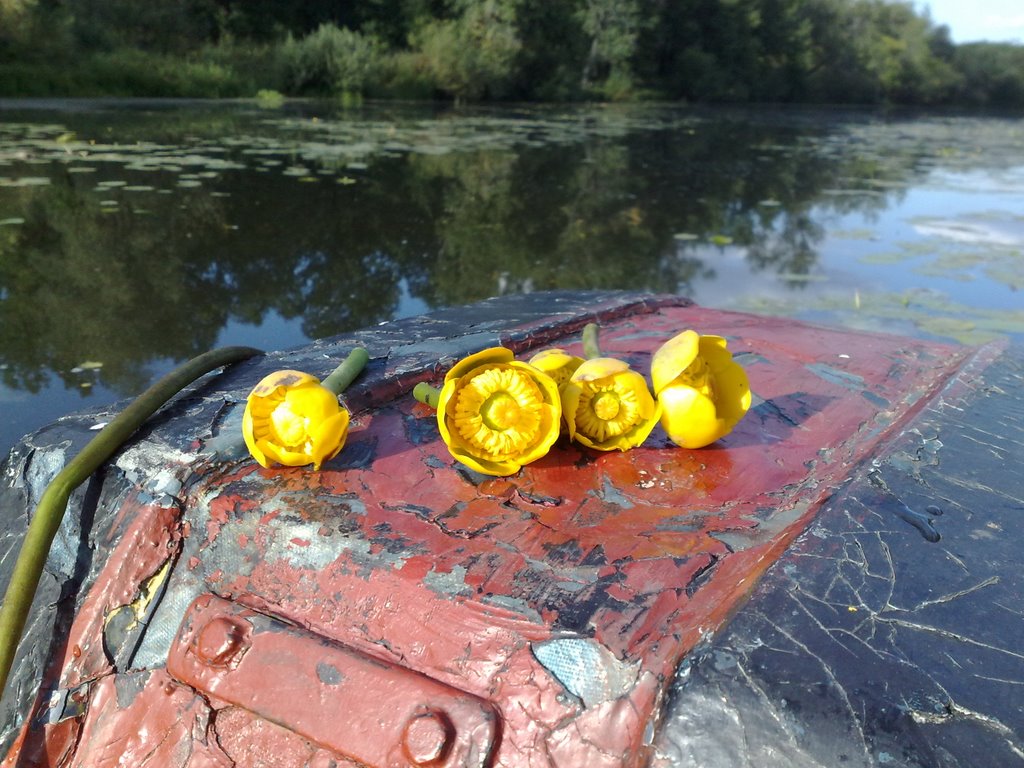 Болотные цветы