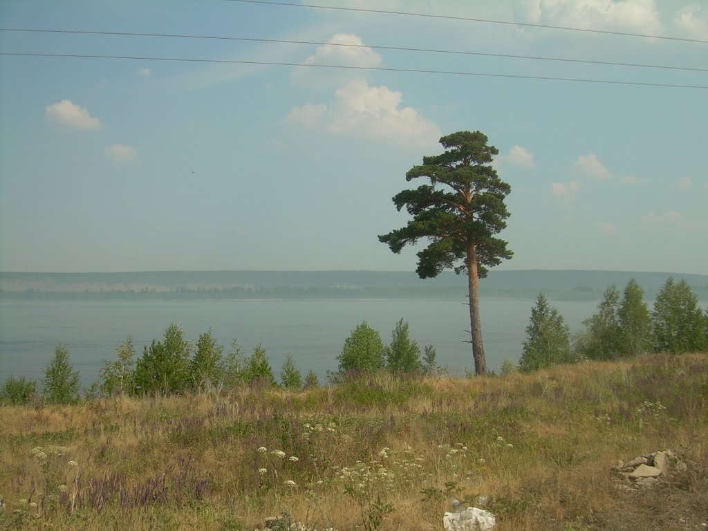 Зольное. Одинокая сосна (The lone pine)