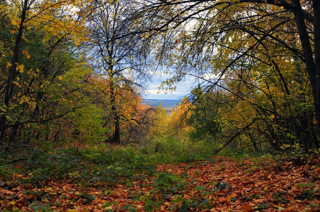 Лес