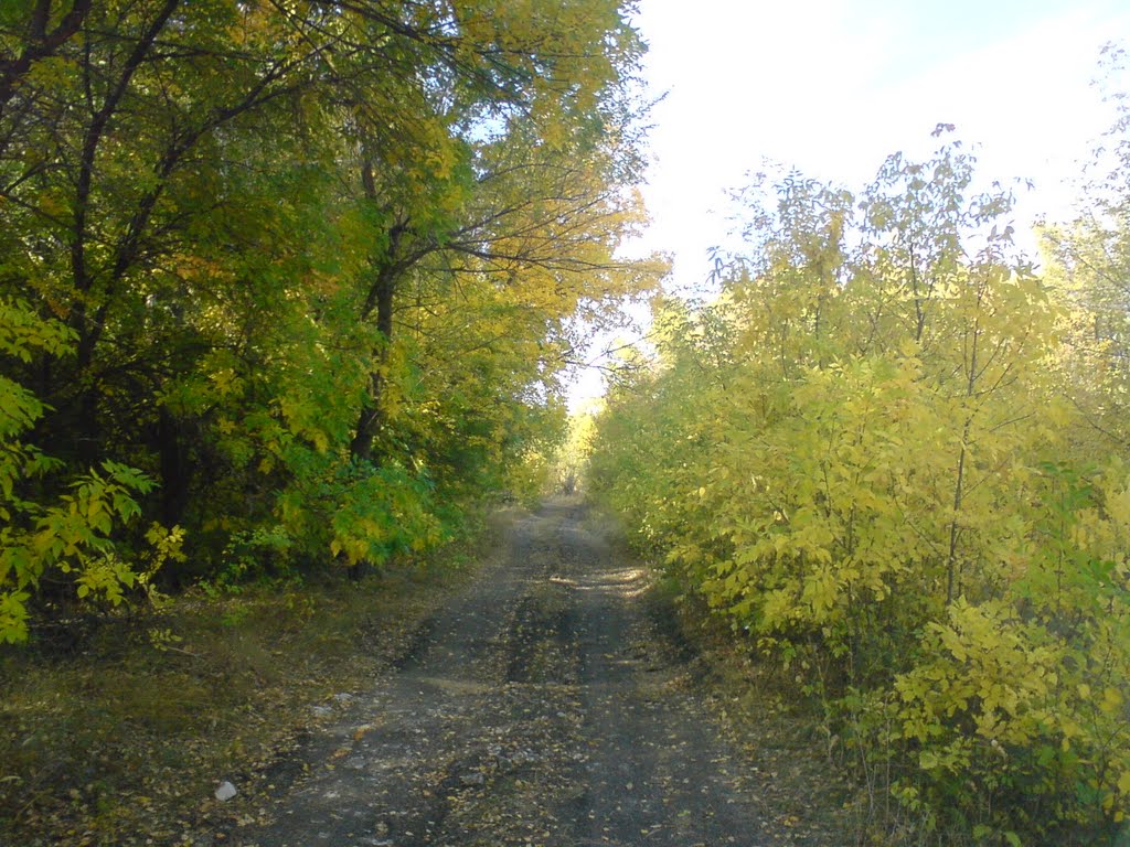 Дорога через лес