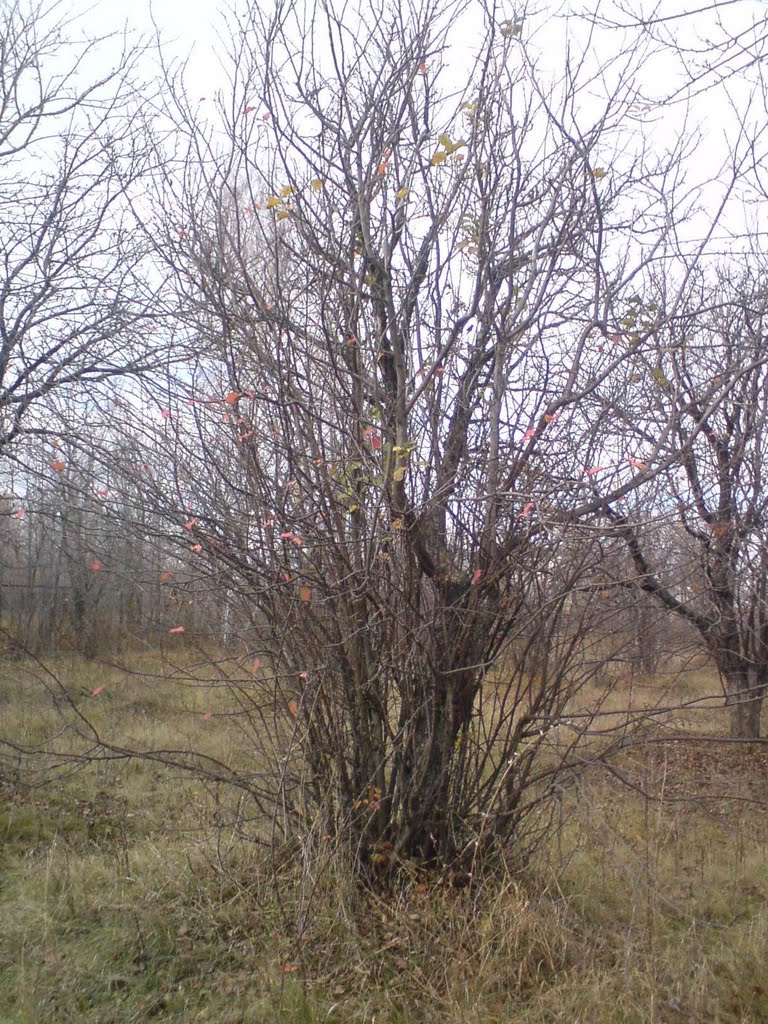 Krasnoarmeyskoye