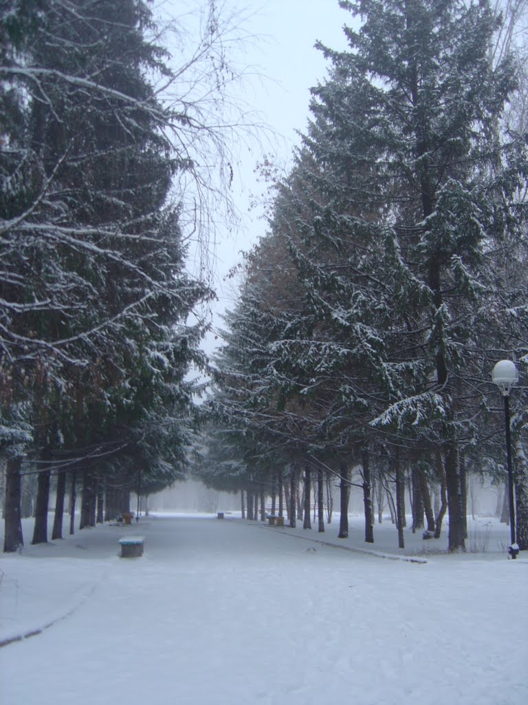 Голубые ели в парке