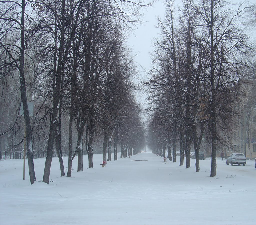 Липовая аллея на ул.Отрадной
