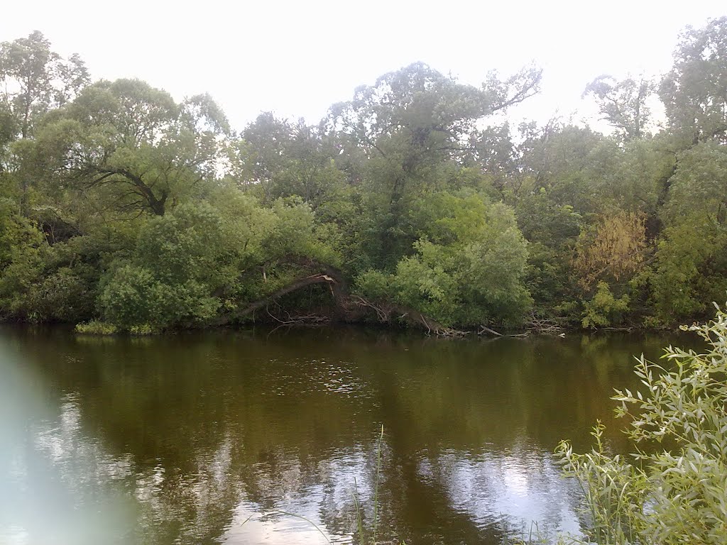 Старица