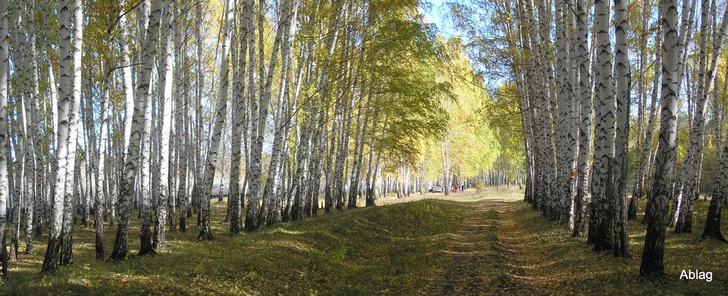 Осень. Берёзовая роща.