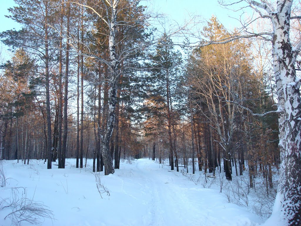 зимний лес.