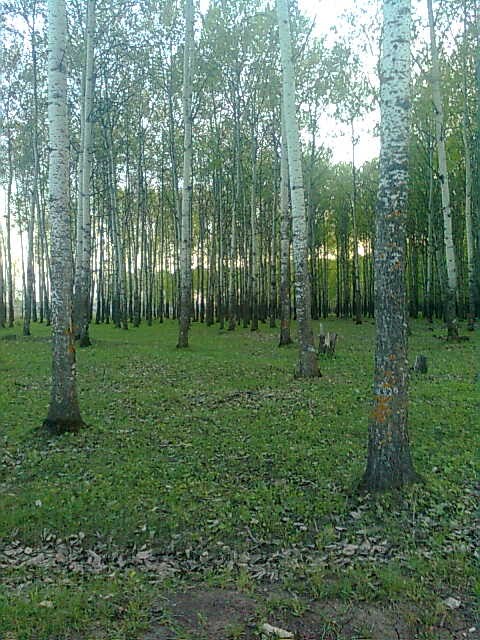 лес