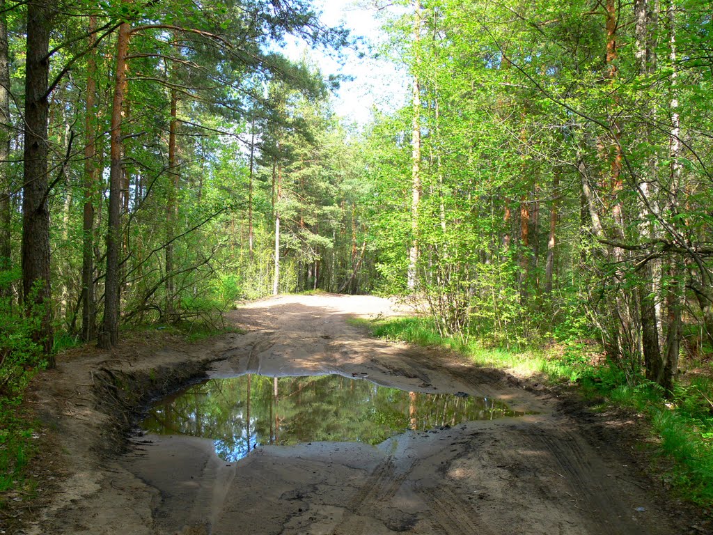 Брод на лесной дороге