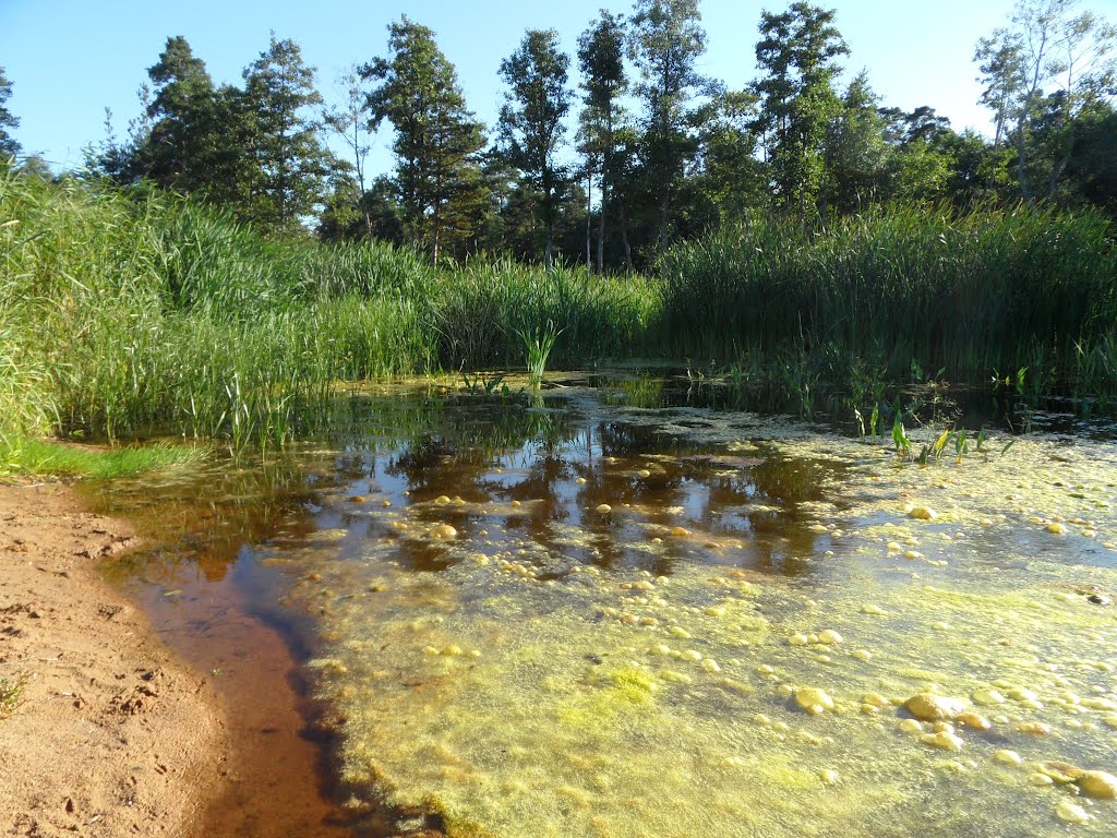 Болотце