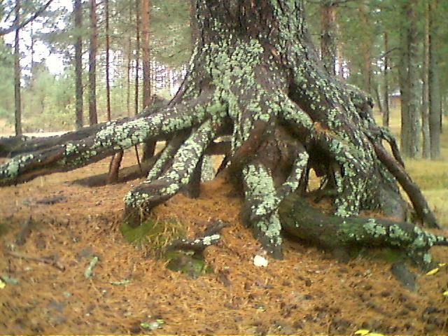 Я теряю корни...