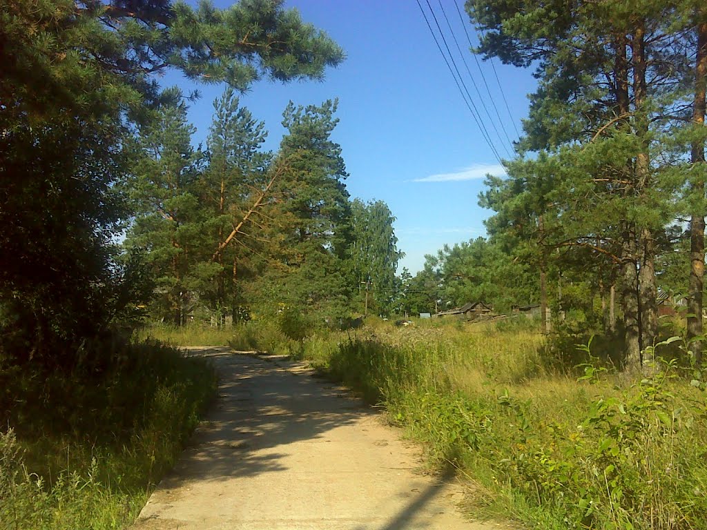 Сосновая дорога к озеру