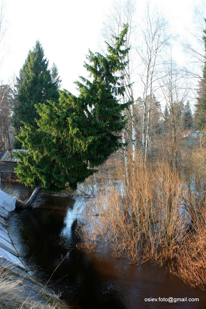 Ель