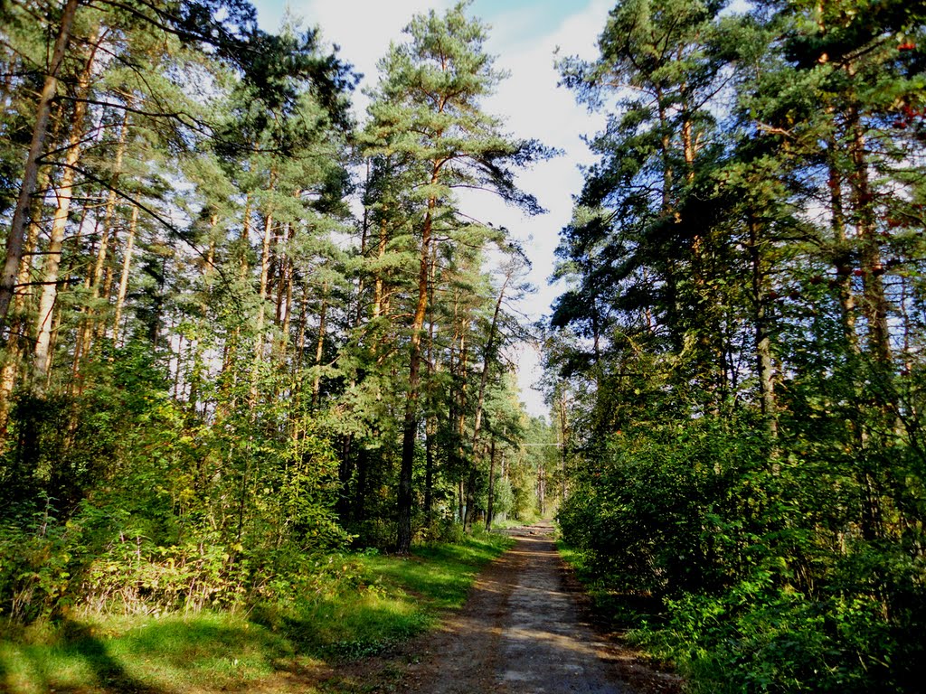 Wood track / Лесная тропа