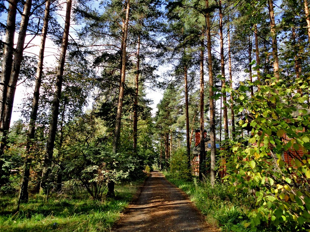 Wood road / Лесная дорога
