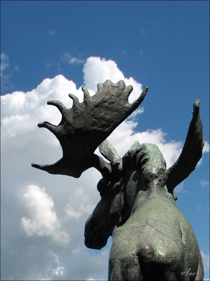 Vyborg. An elk - simply elk :)