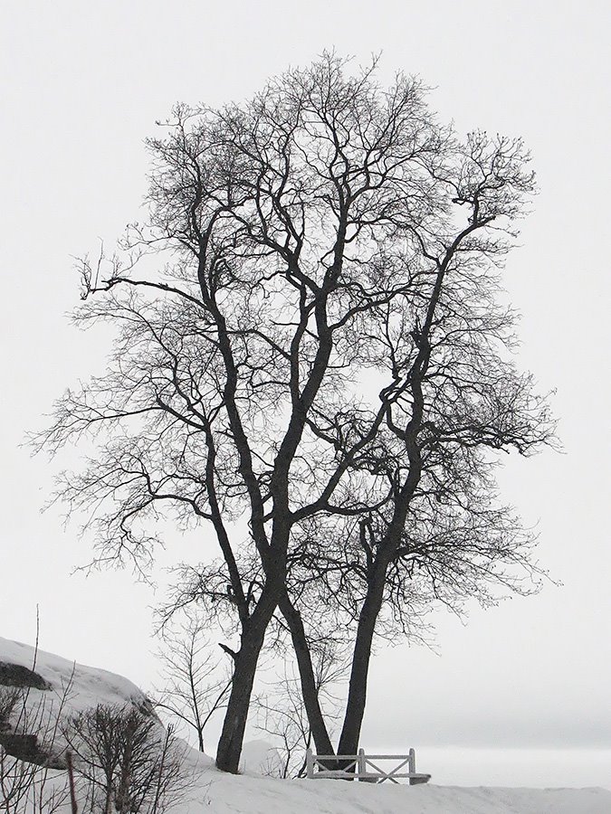 Vyborg. Magic Monrepo.