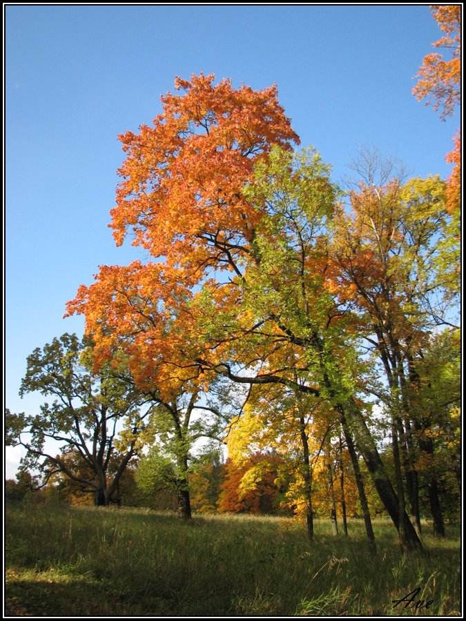 Gatchina. A mellow autumn.