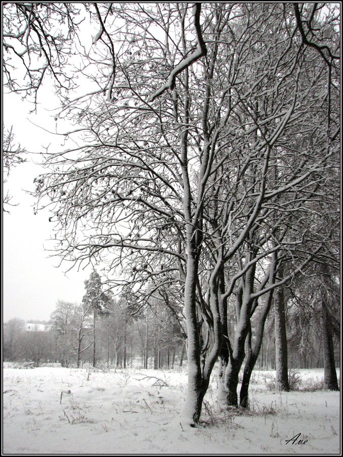 Gatchina. Prioratsky park.
