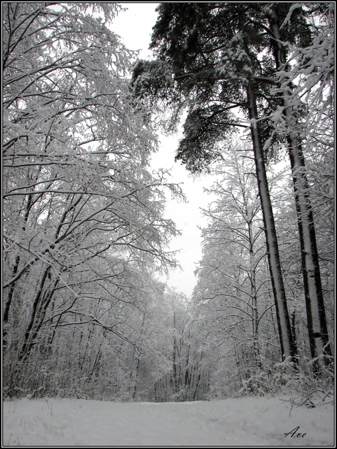 Gatchina. Prioratsky park.