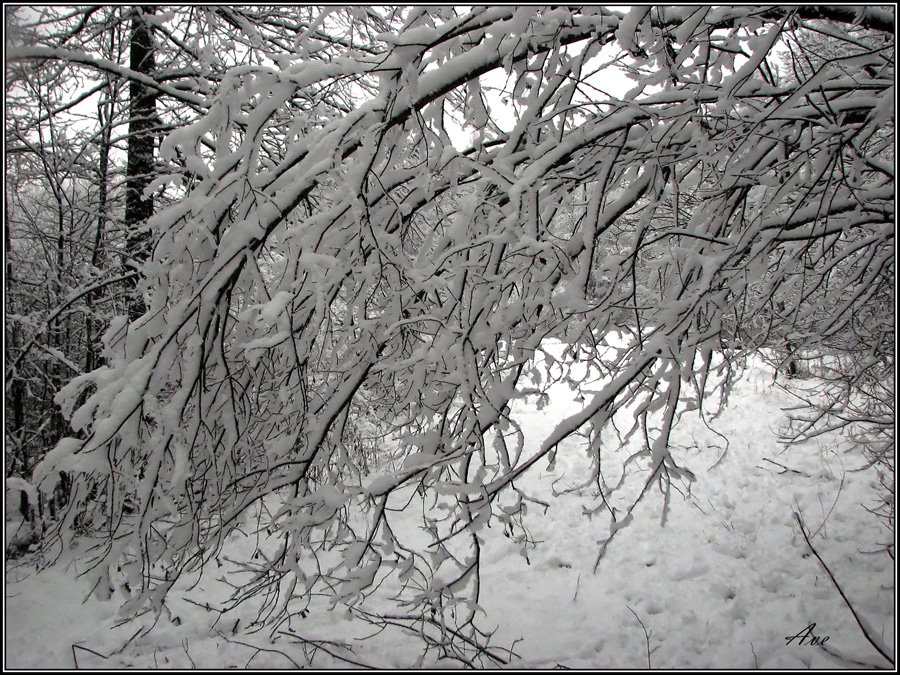 Gatchina. Prioratsky park.