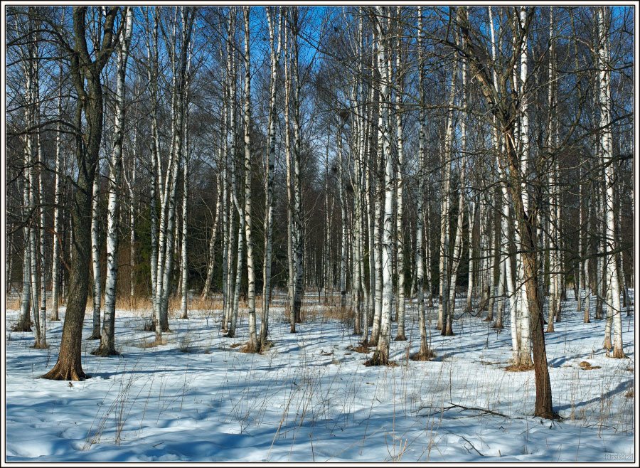 Birches (www.blackred.spb.ru)