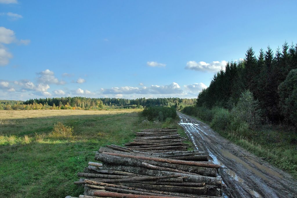 Дорога в лес