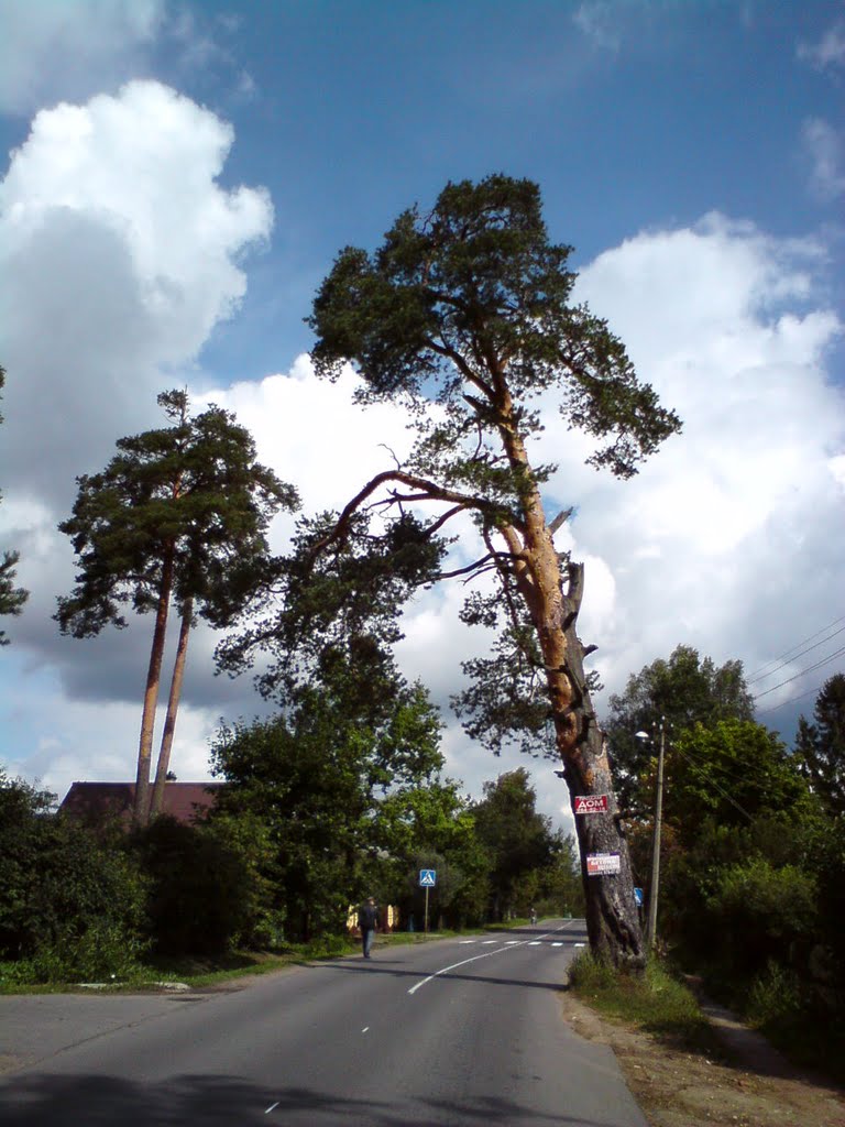 В п.Дружная Горка