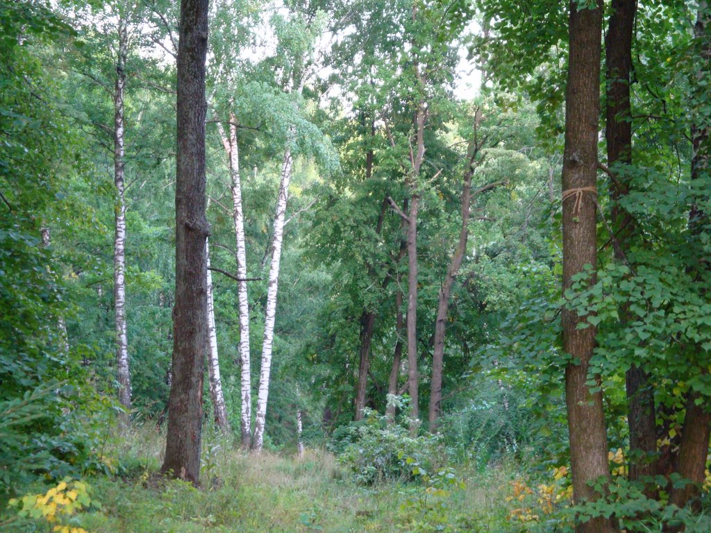 Берёзовая роща.  Дербышки.