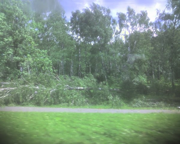 Берёзовая роща в Нагорном после урагана 08.07.2007.