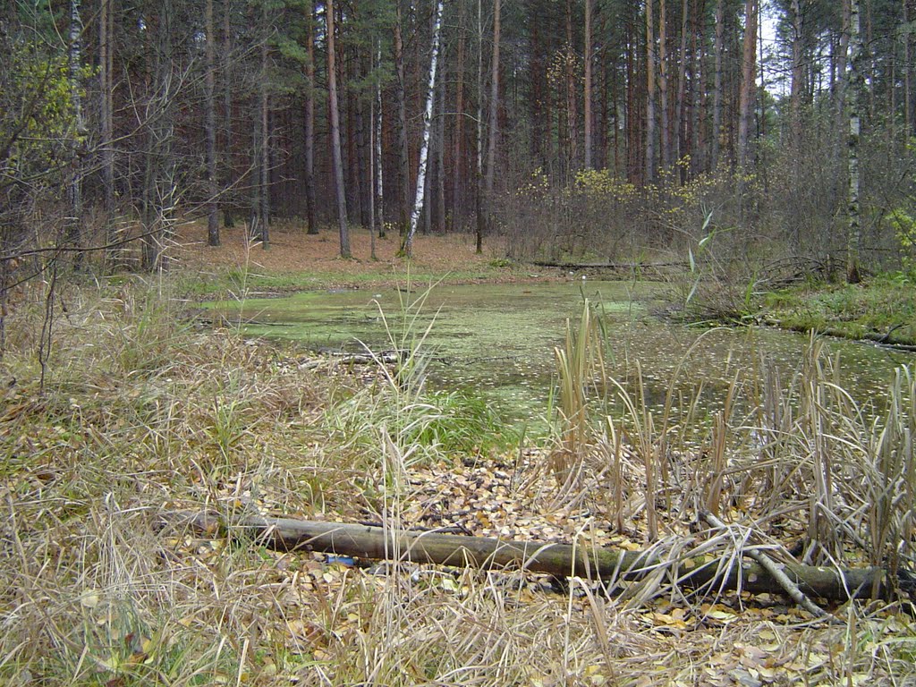 Forest
