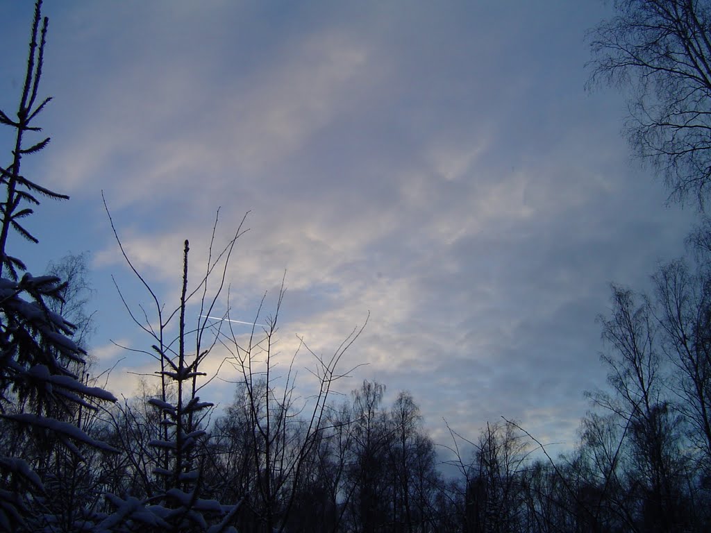 Forest 3