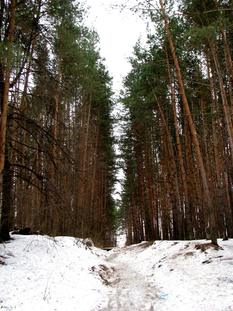 Лес в начале весны