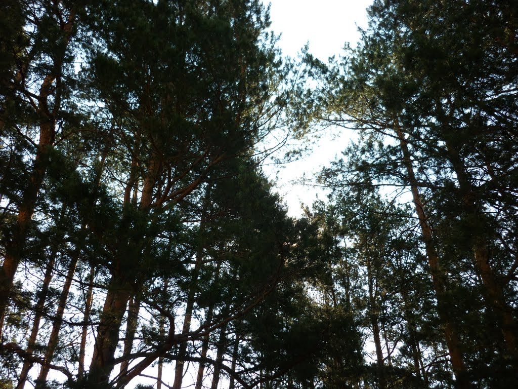 Сосны