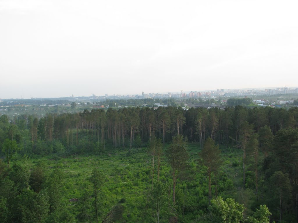 sky and forest