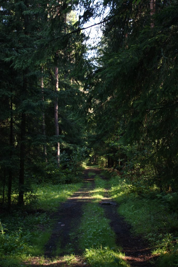Forest path in the afternoon.