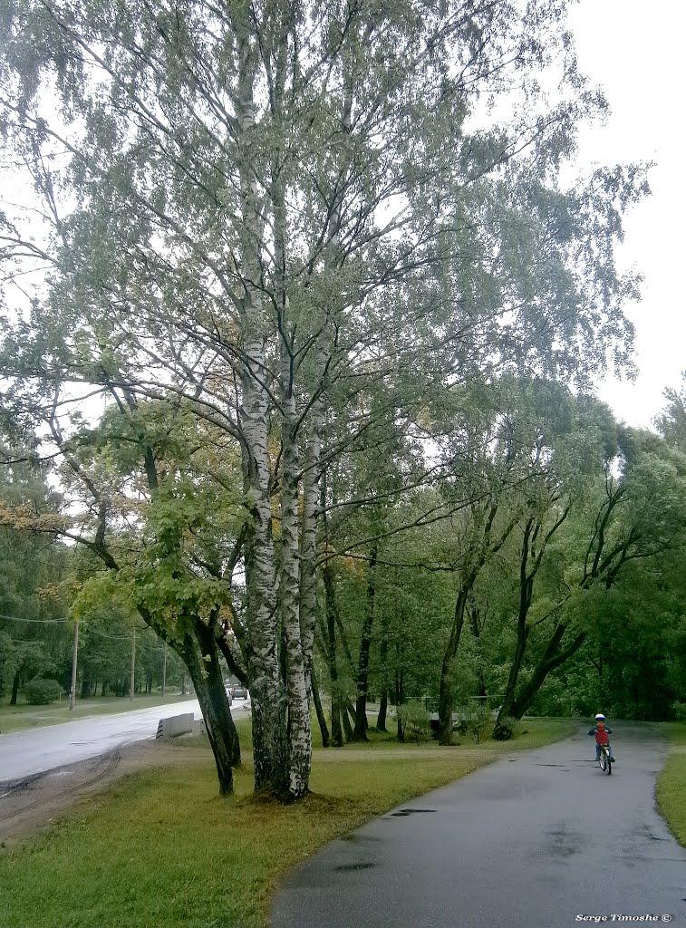 ЗЕЛЕНОГОРСК. Дождливая дорога. / Zelenogorsk. Rainy road.